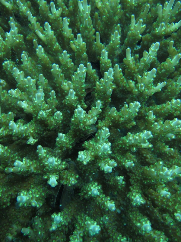 Coral Species 2