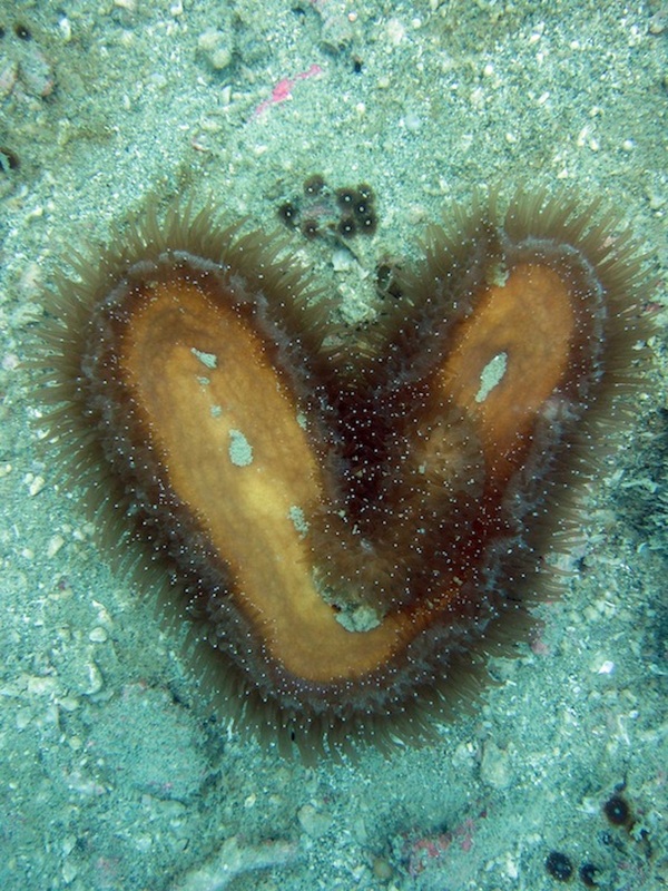 Coral Species 43