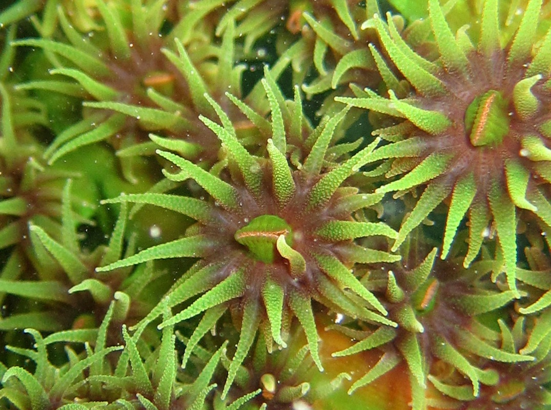 Coral Species 199
