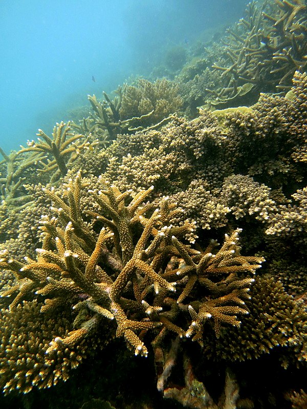 Coral Species 213