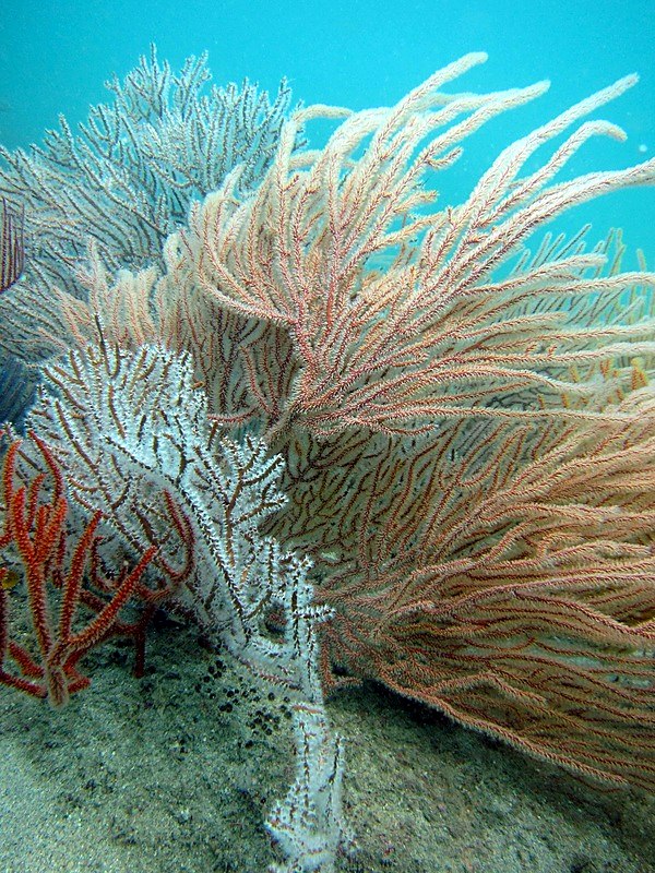 Coral Species 214