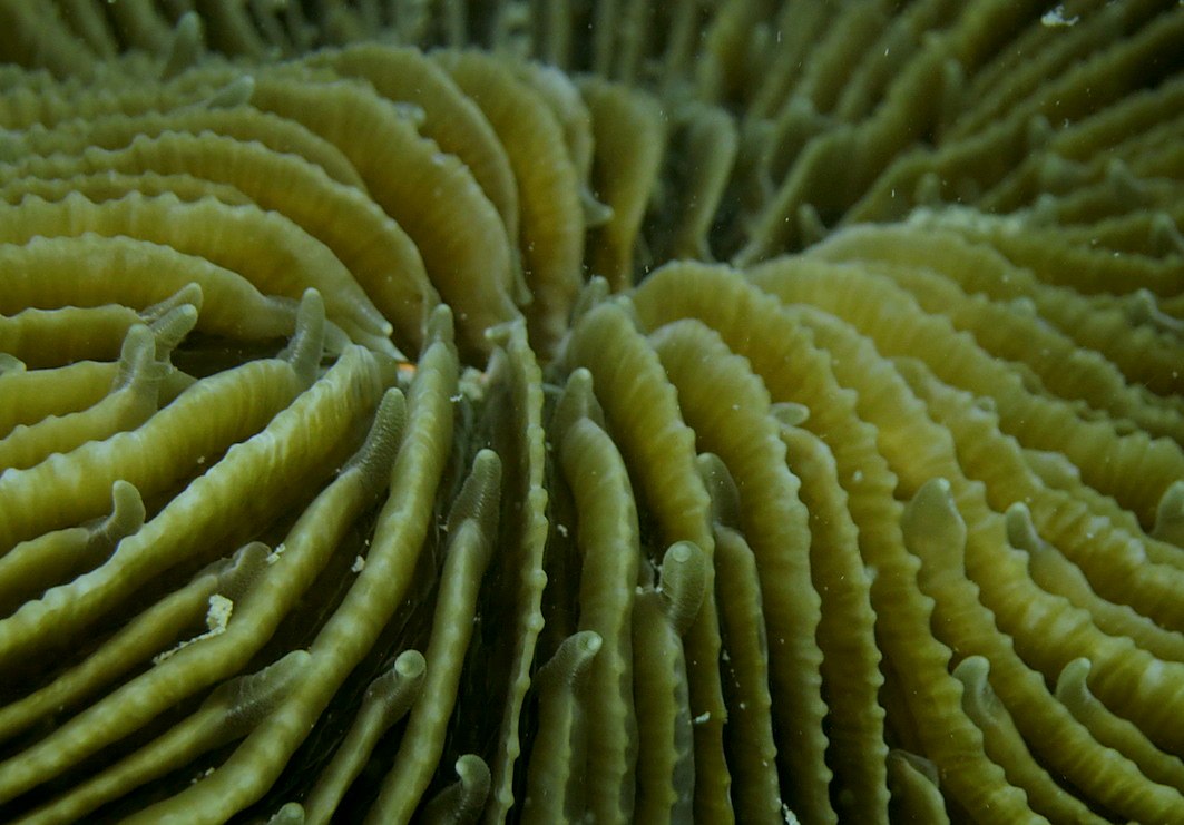 Coral Species 215