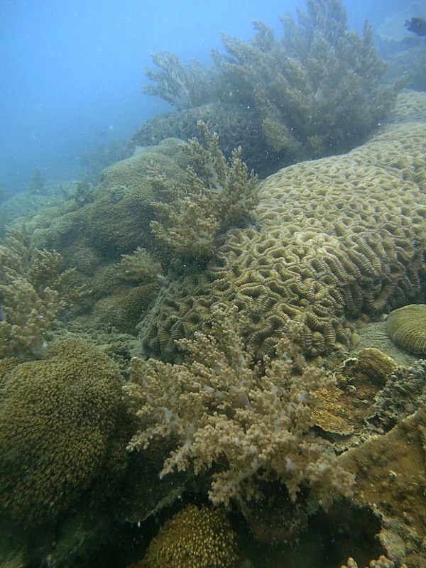 Coral Species 216