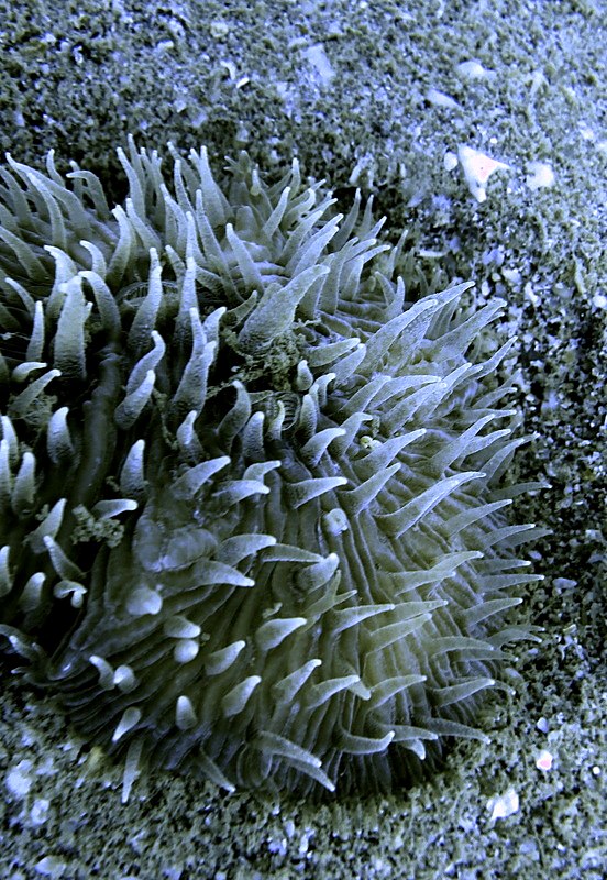 Coral Species 218