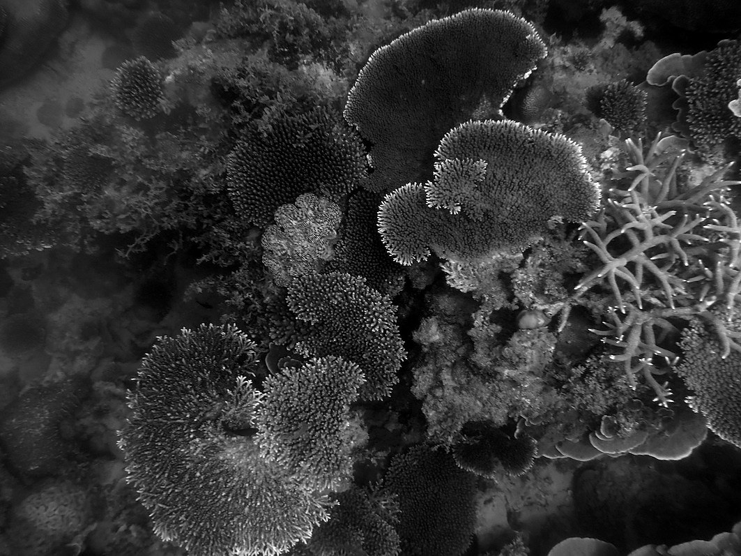 Coral Species 219
