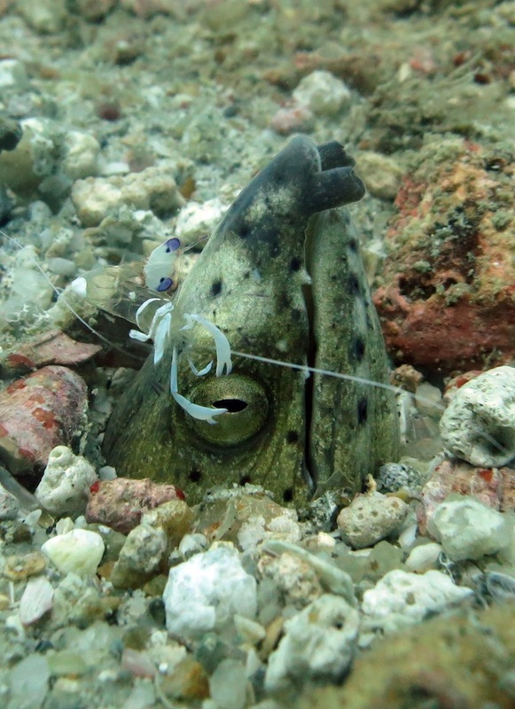 Underwater Times 1