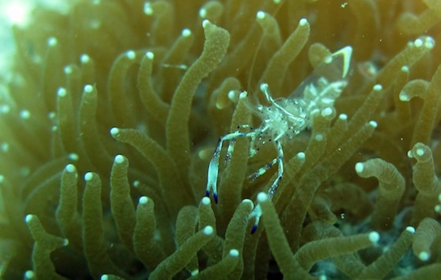 Underwater Times 22