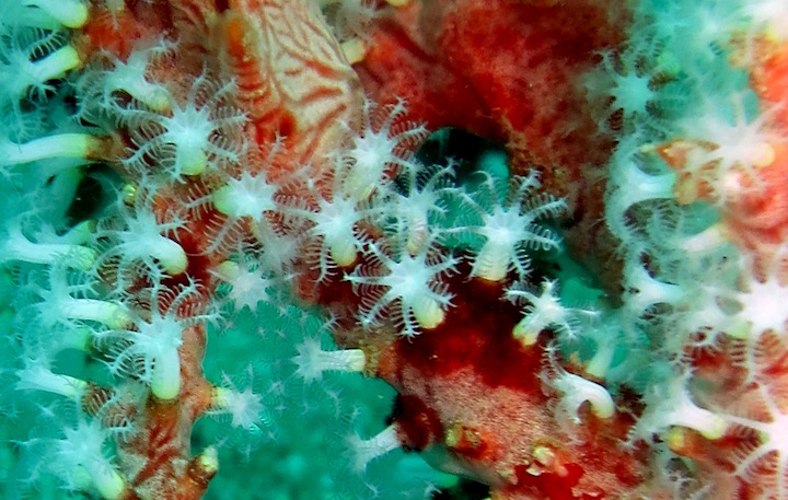 Underwater Times 37