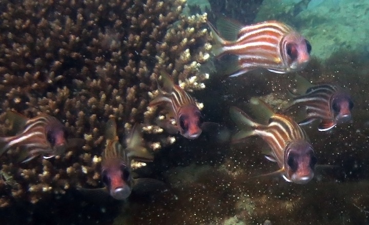 Underwater Times 43
