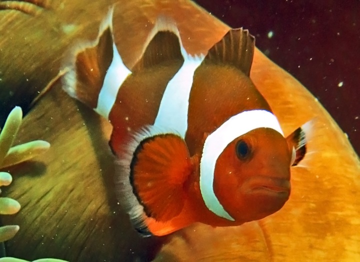 Underwater Times 44