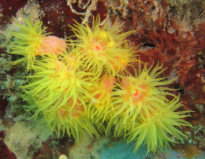 Underwater Times 52