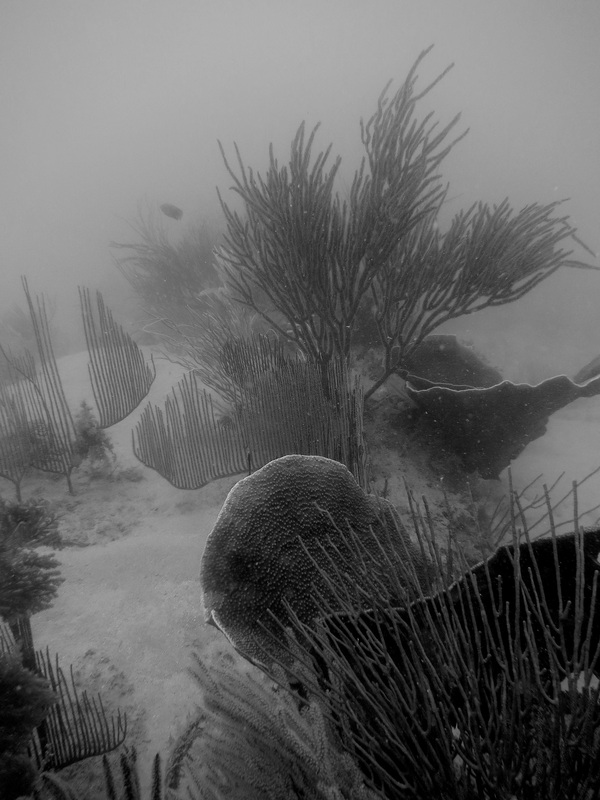 Underwater Times 98