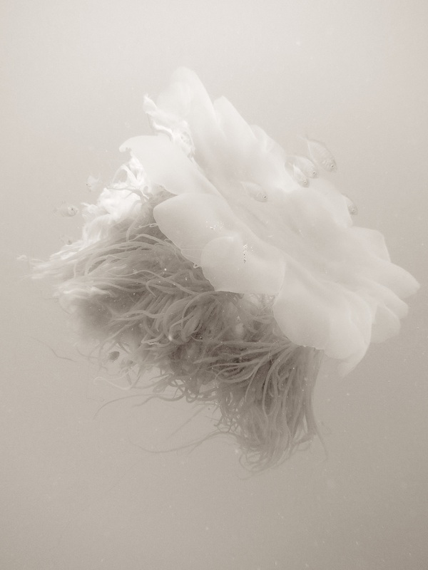Underwater Times 100