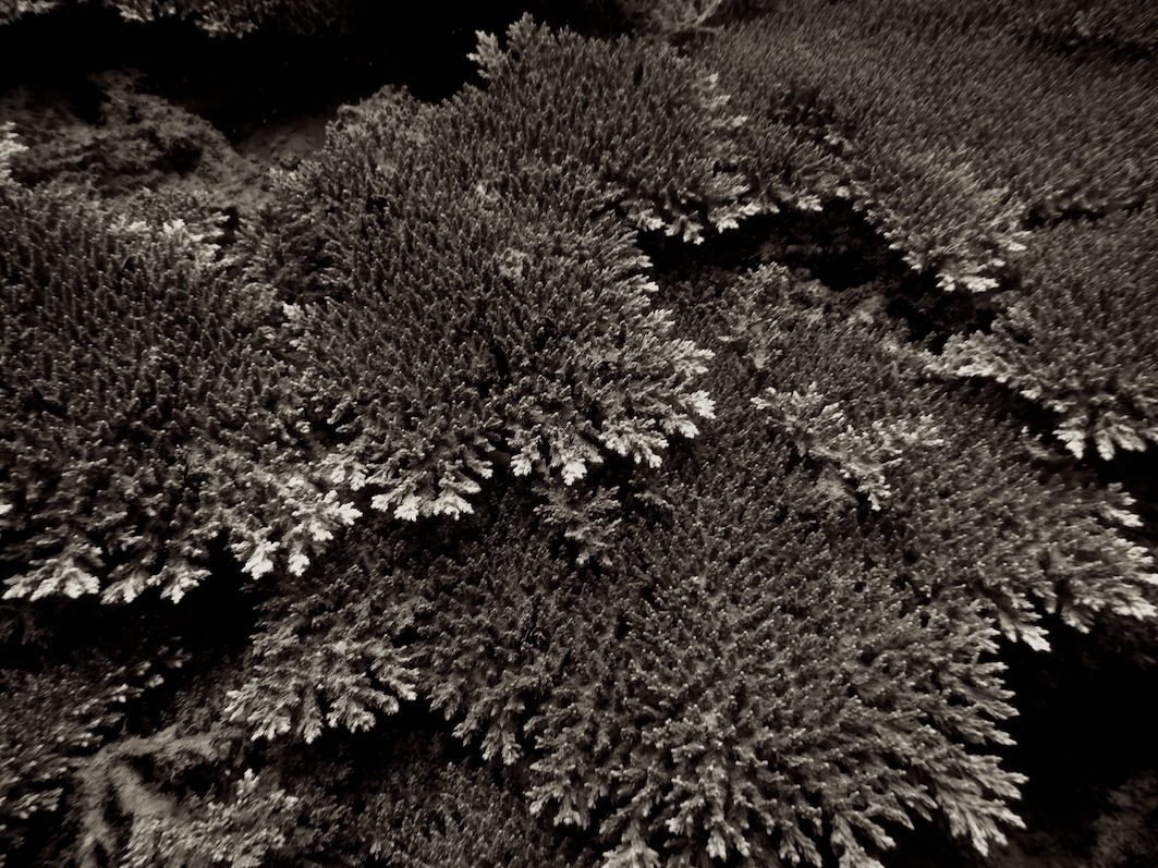 Underwater Times 102
