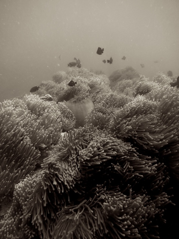 Underwater Times 110