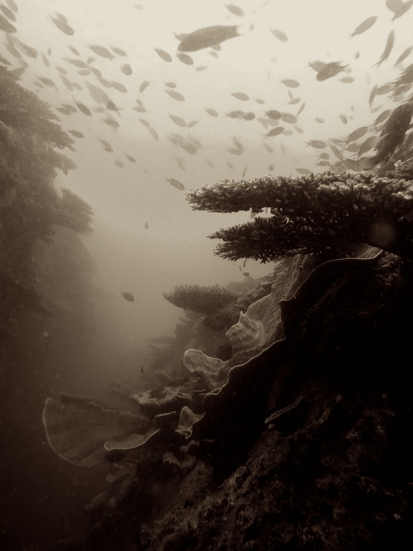 Underwater Times 111