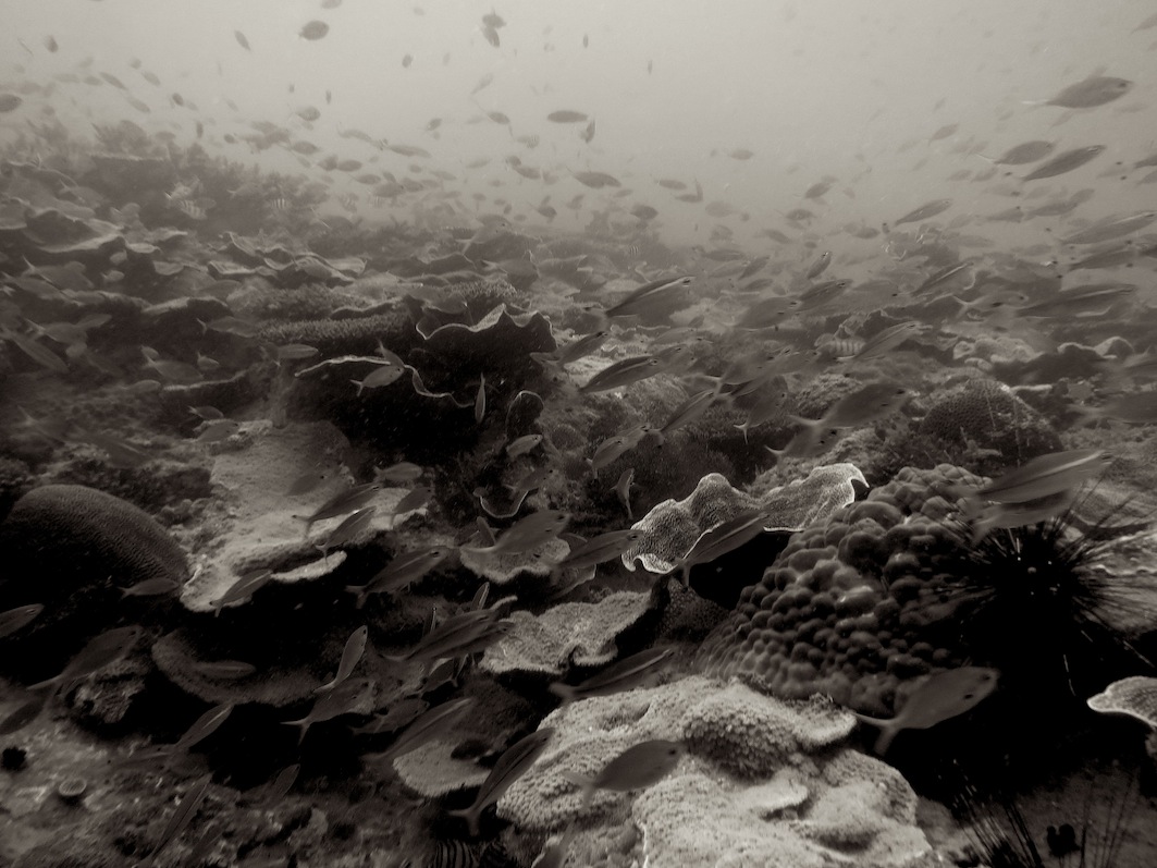 Underwater Times 115