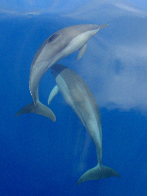 Whales & Dolphins 5