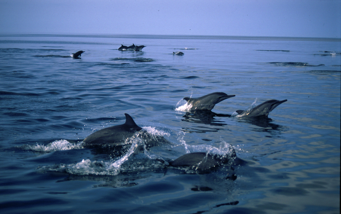 Whales & Dolphins 19