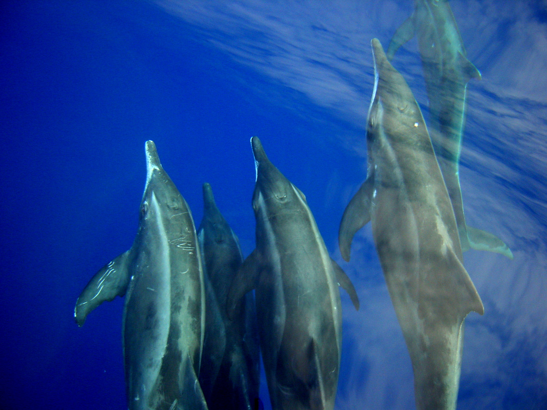 Whales & Dolphins 23
