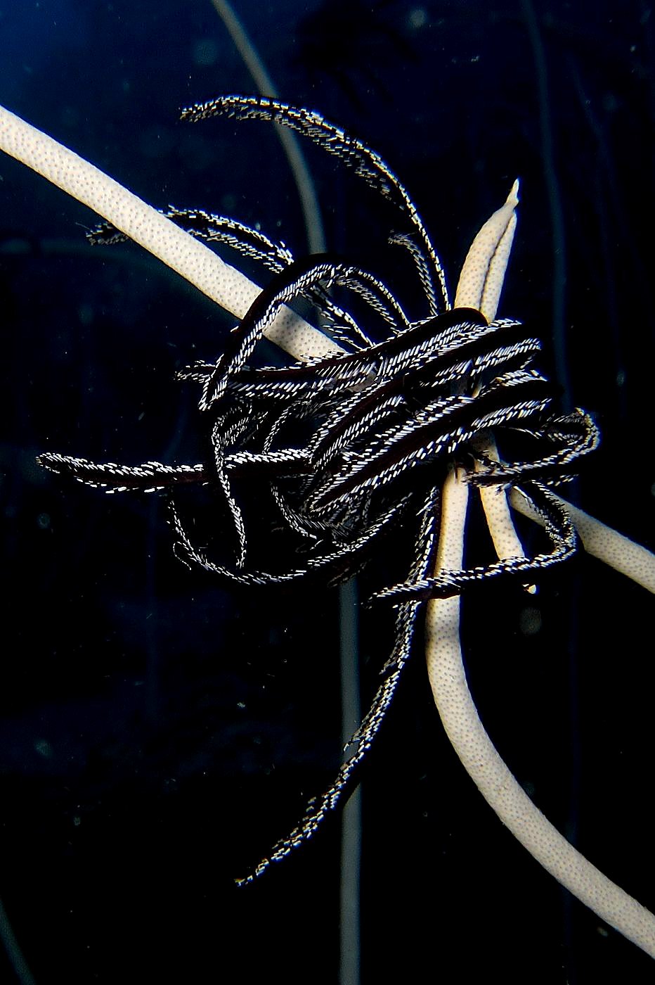 The Corner Reef 2