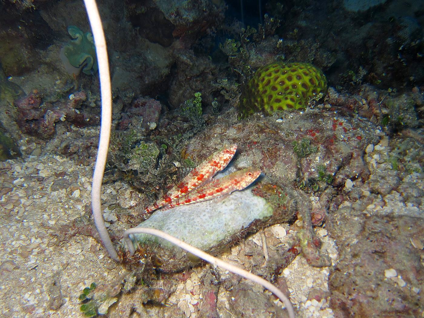 The Corner Reef 3