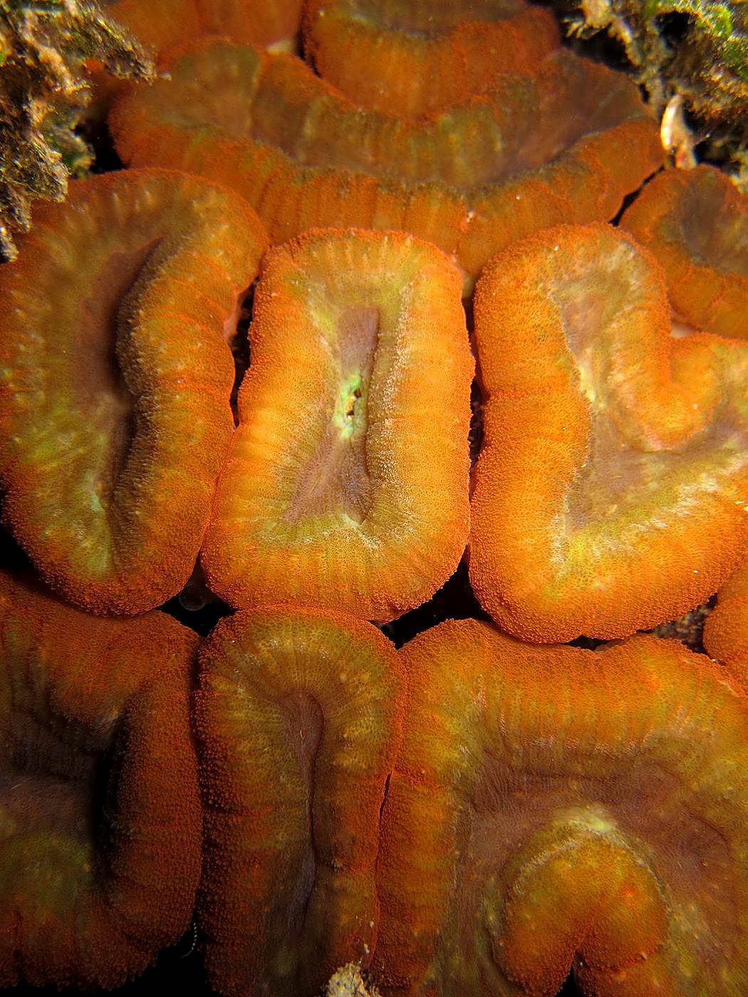 The Corner Reef 4