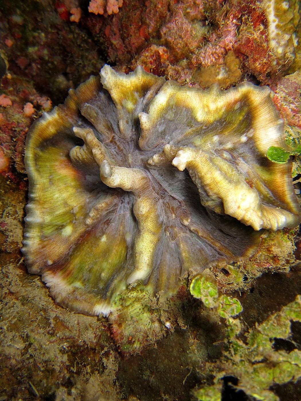 The Corner Reef 6