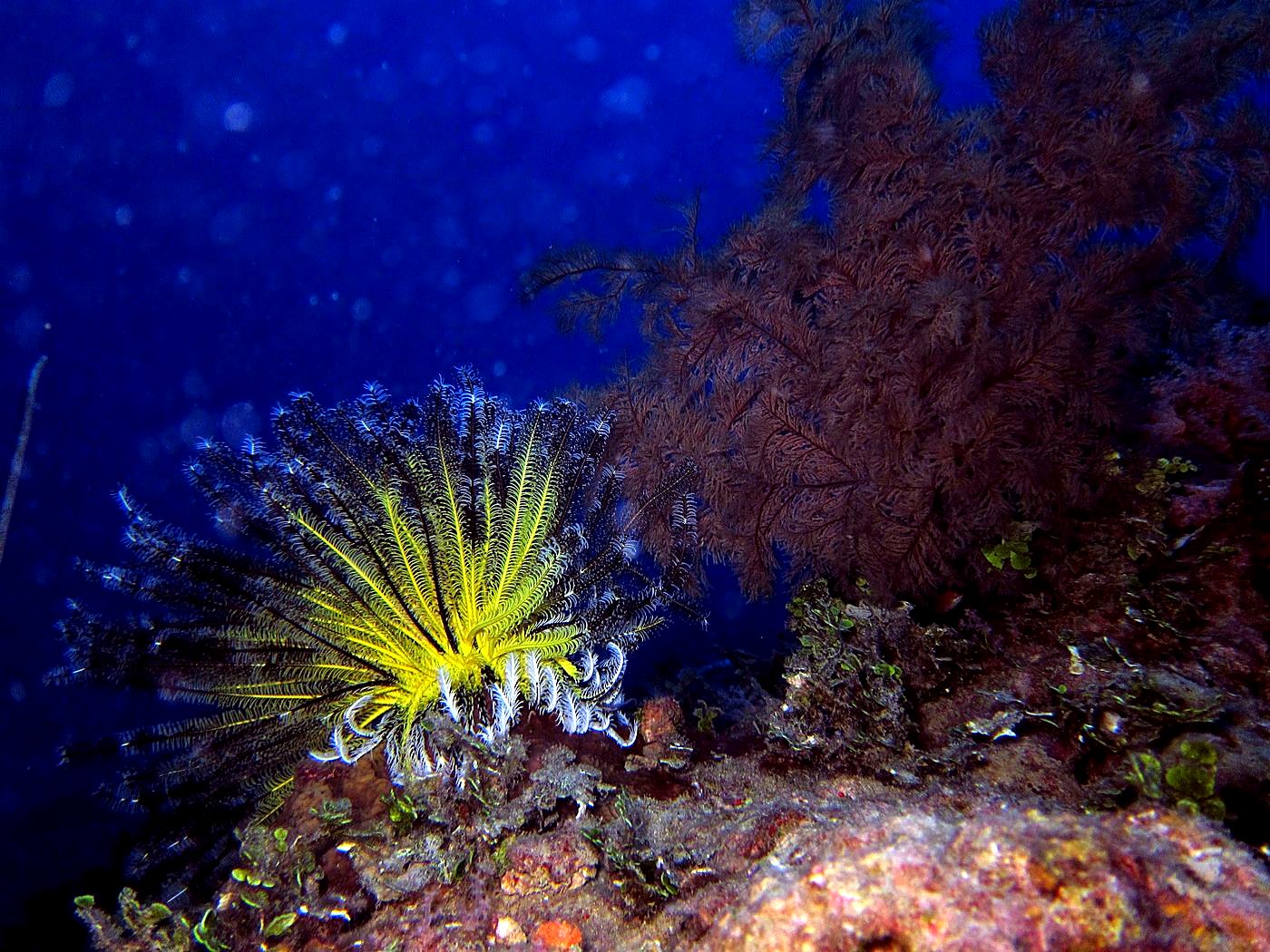 The Corner Reef 7