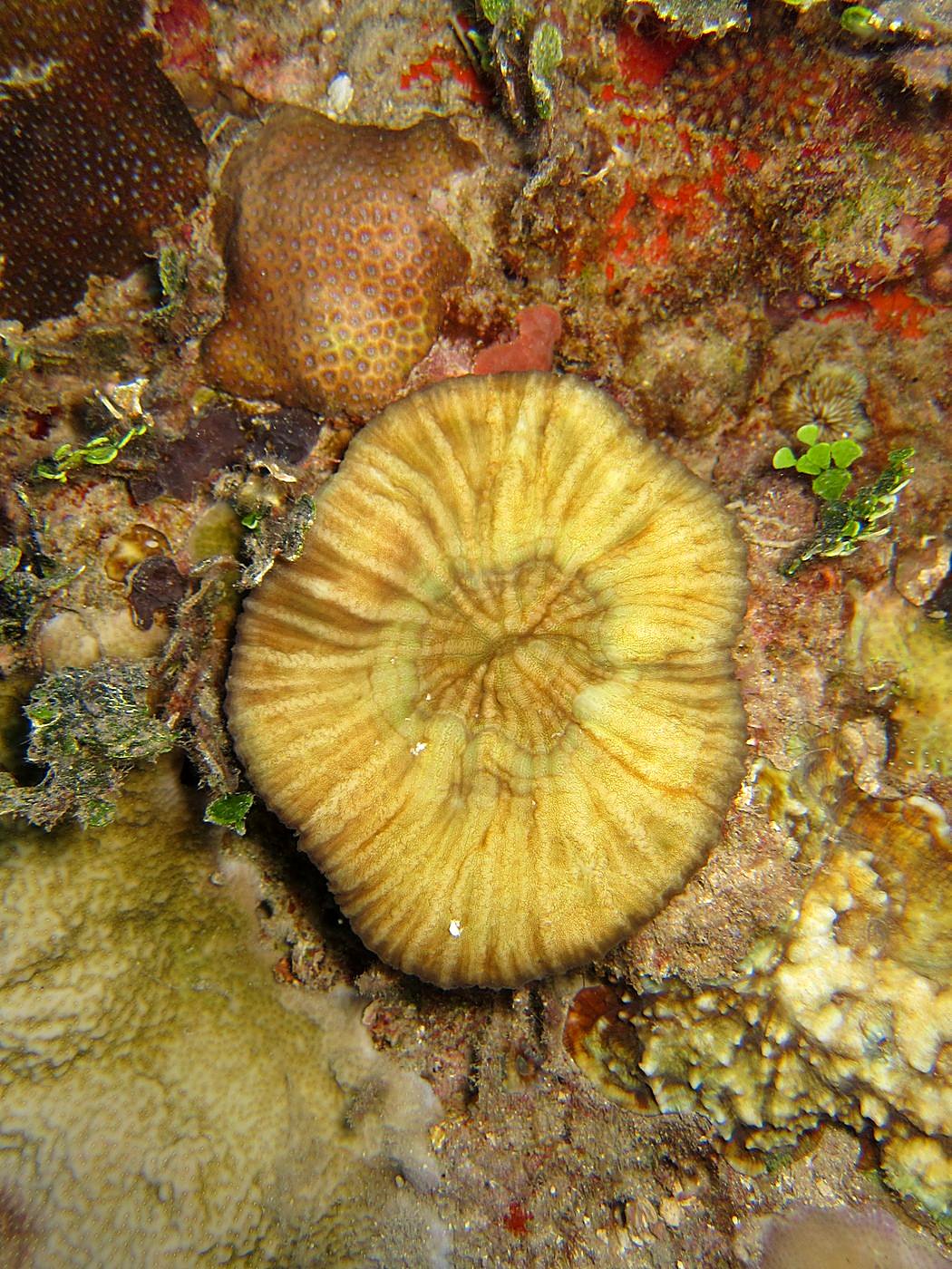 The Corner Reef 9