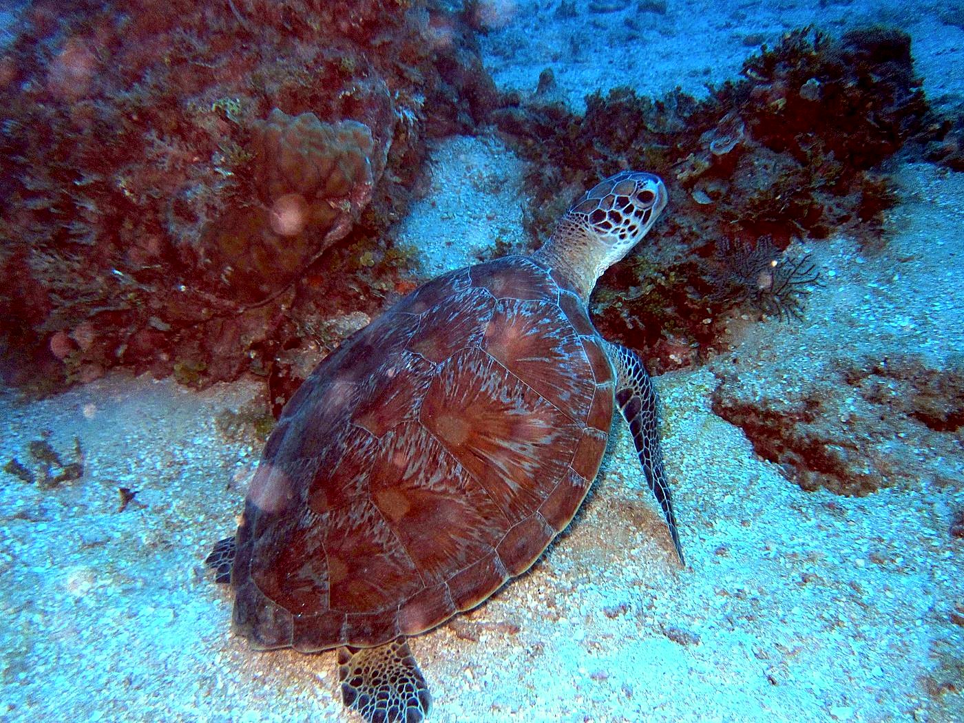 The Corner Reef 10