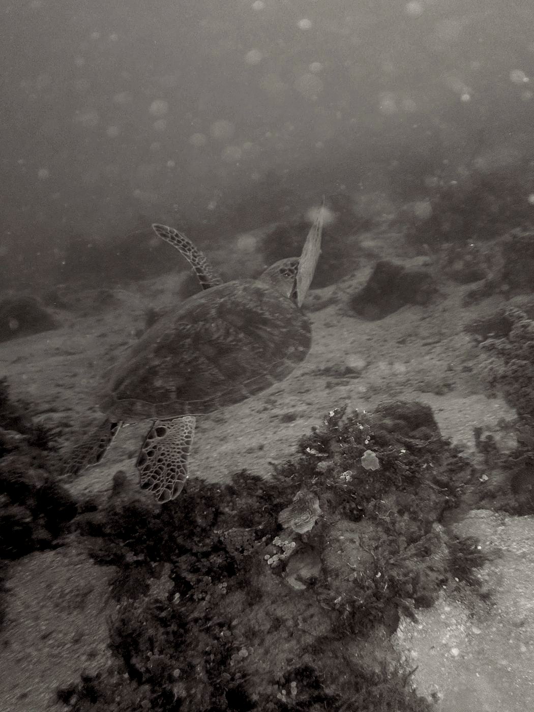 The Corner Reef 11