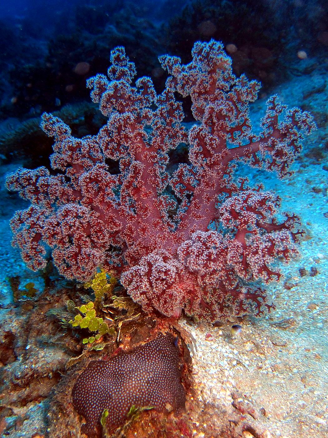 The Corner Reef 12