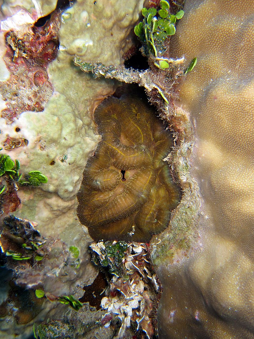 The Corner Reef 13