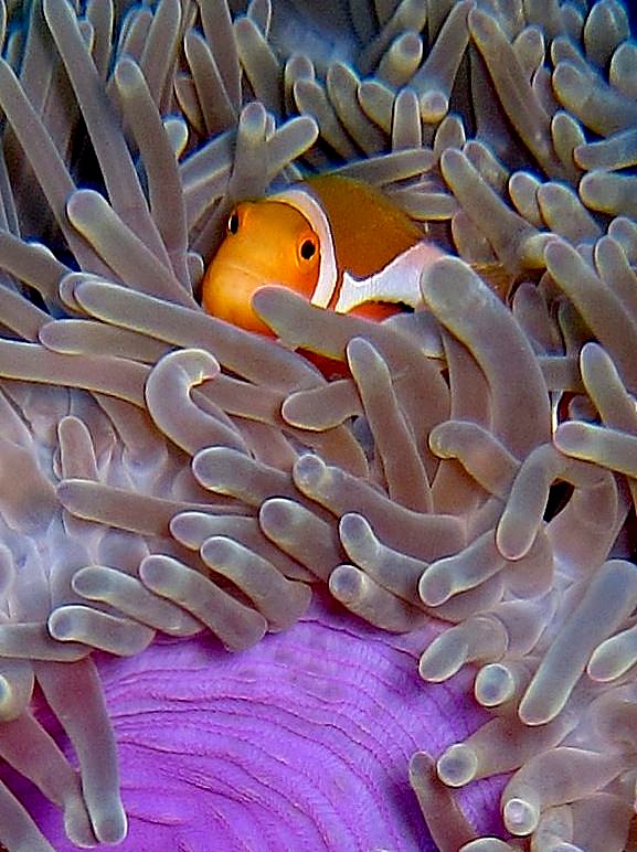 The Corner Reef 15