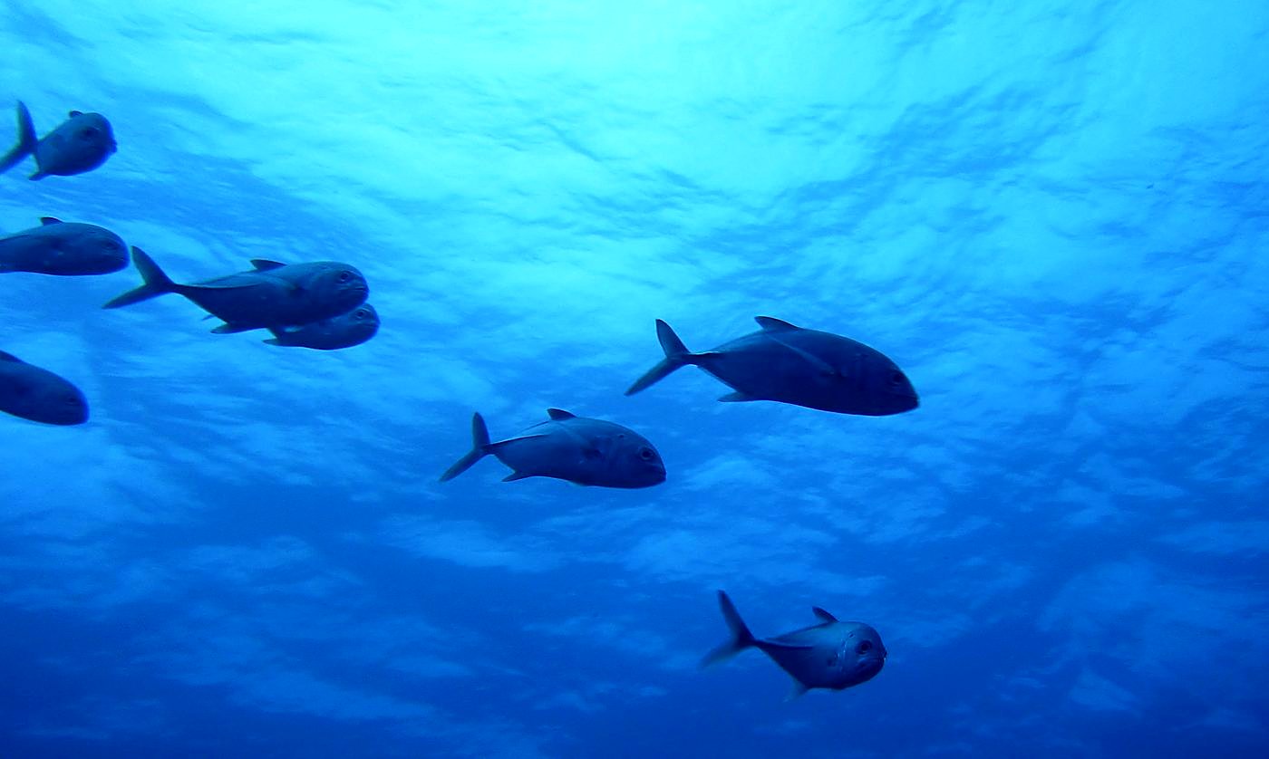 The Corner Reef 16