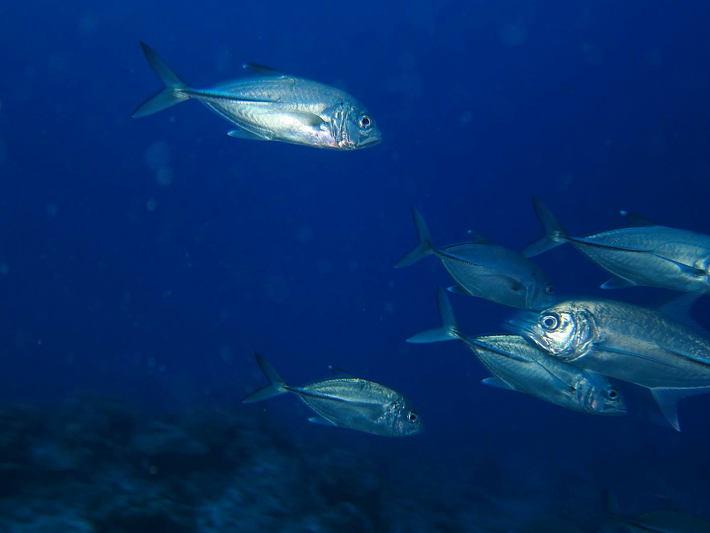 The Corner Reef 17