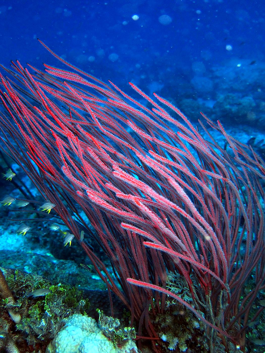 The Corner Reef 18