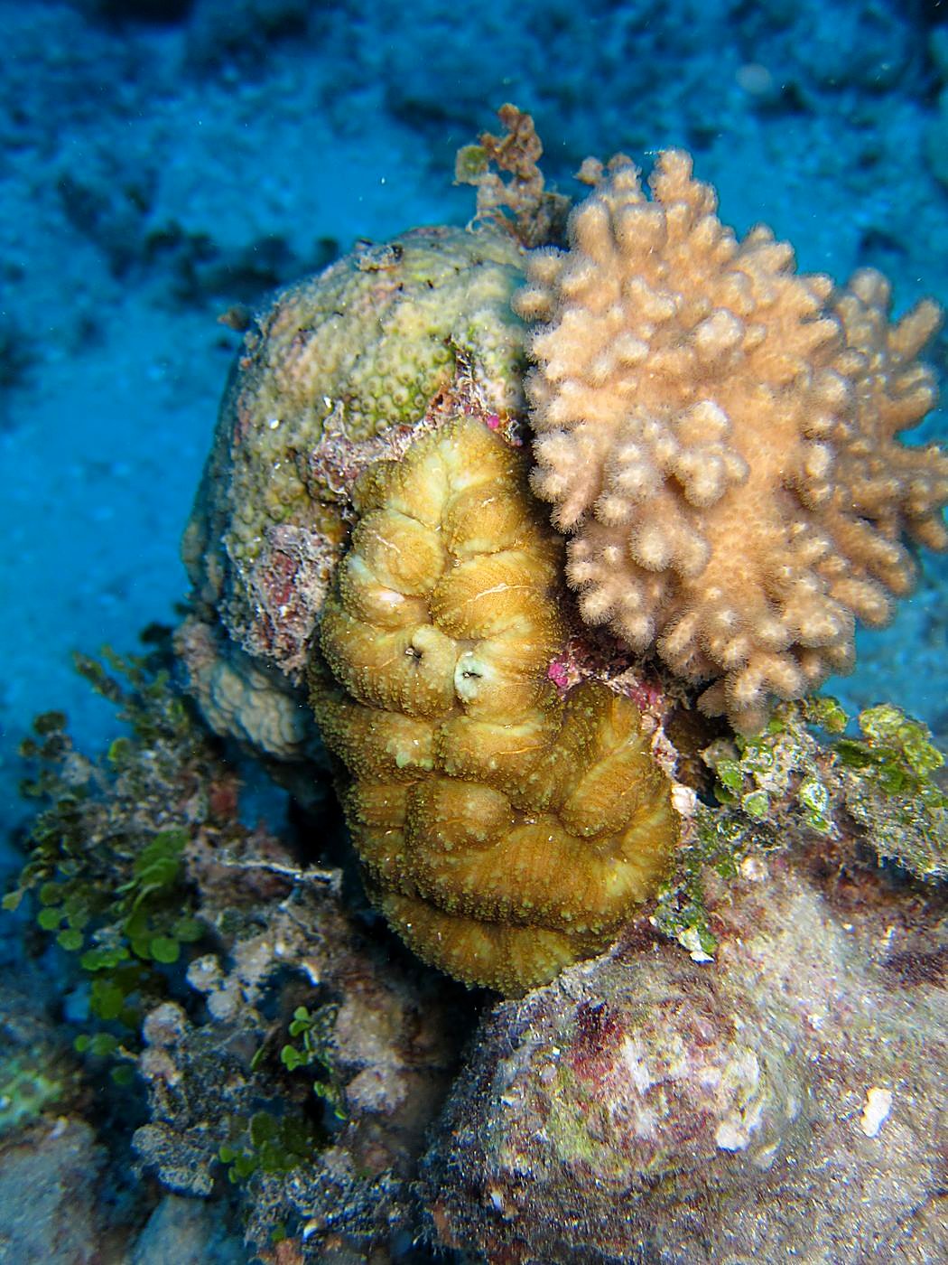 The Corner Reef 19