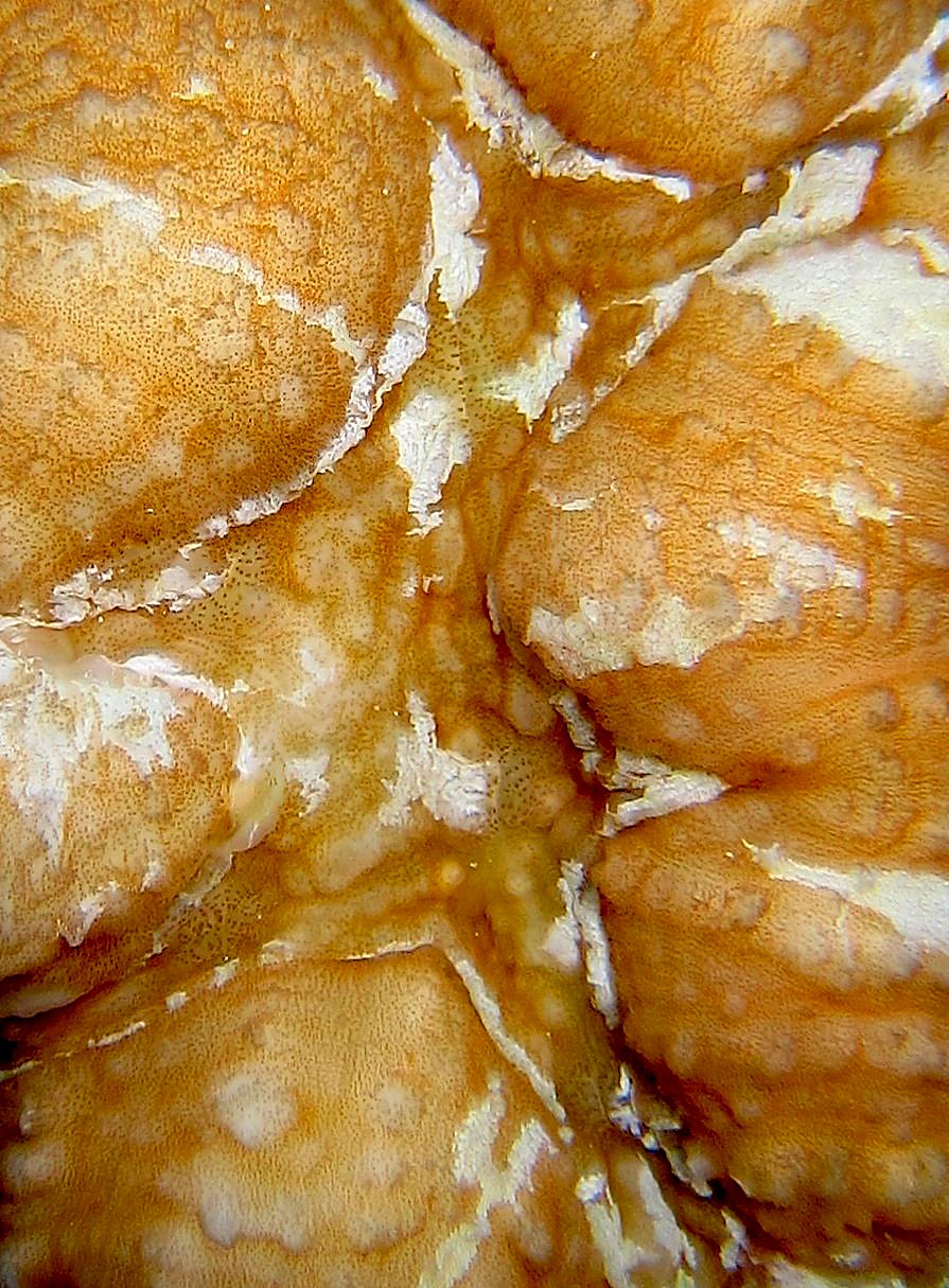 The Corner Reef 20