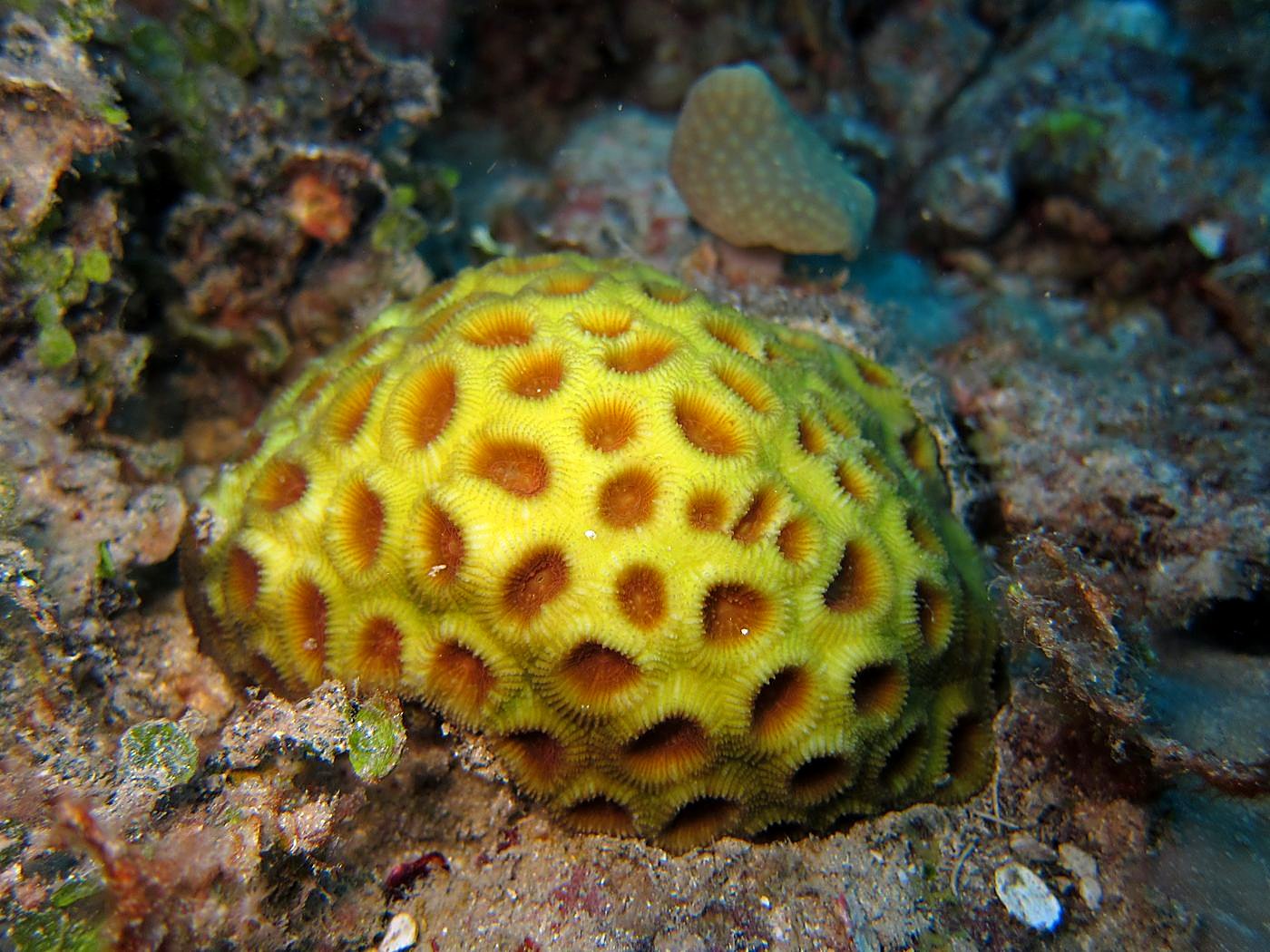 The Corner Reef 21