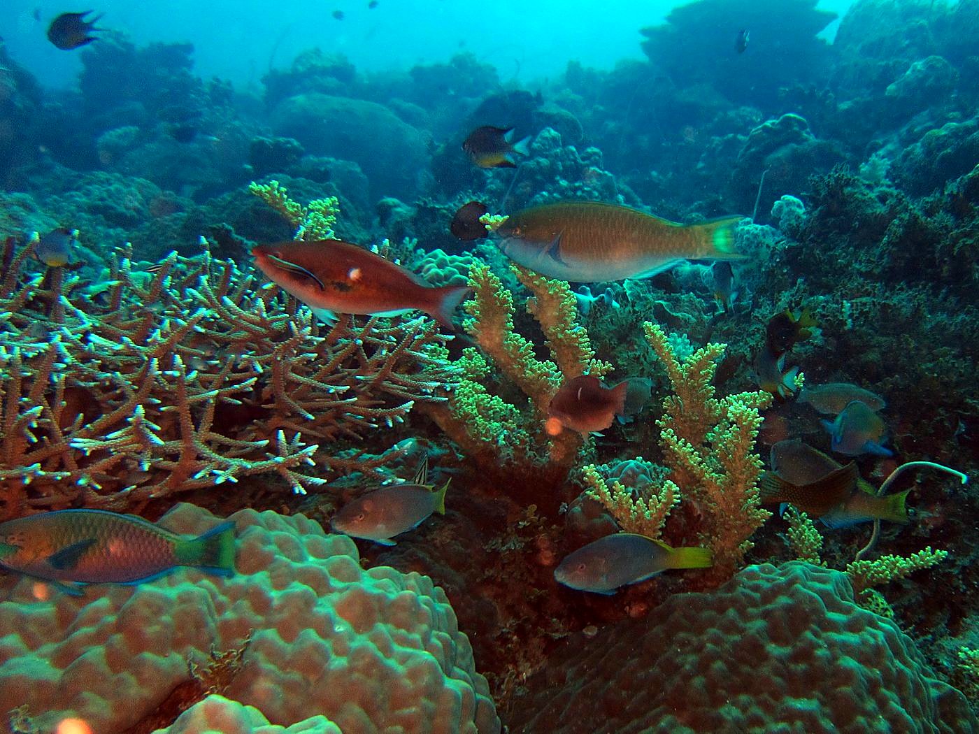 The Corner Reef 22