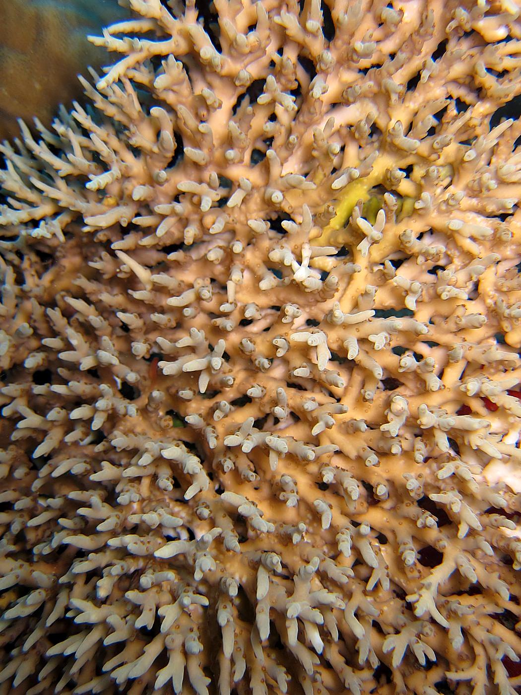 The Corner Reef 23
