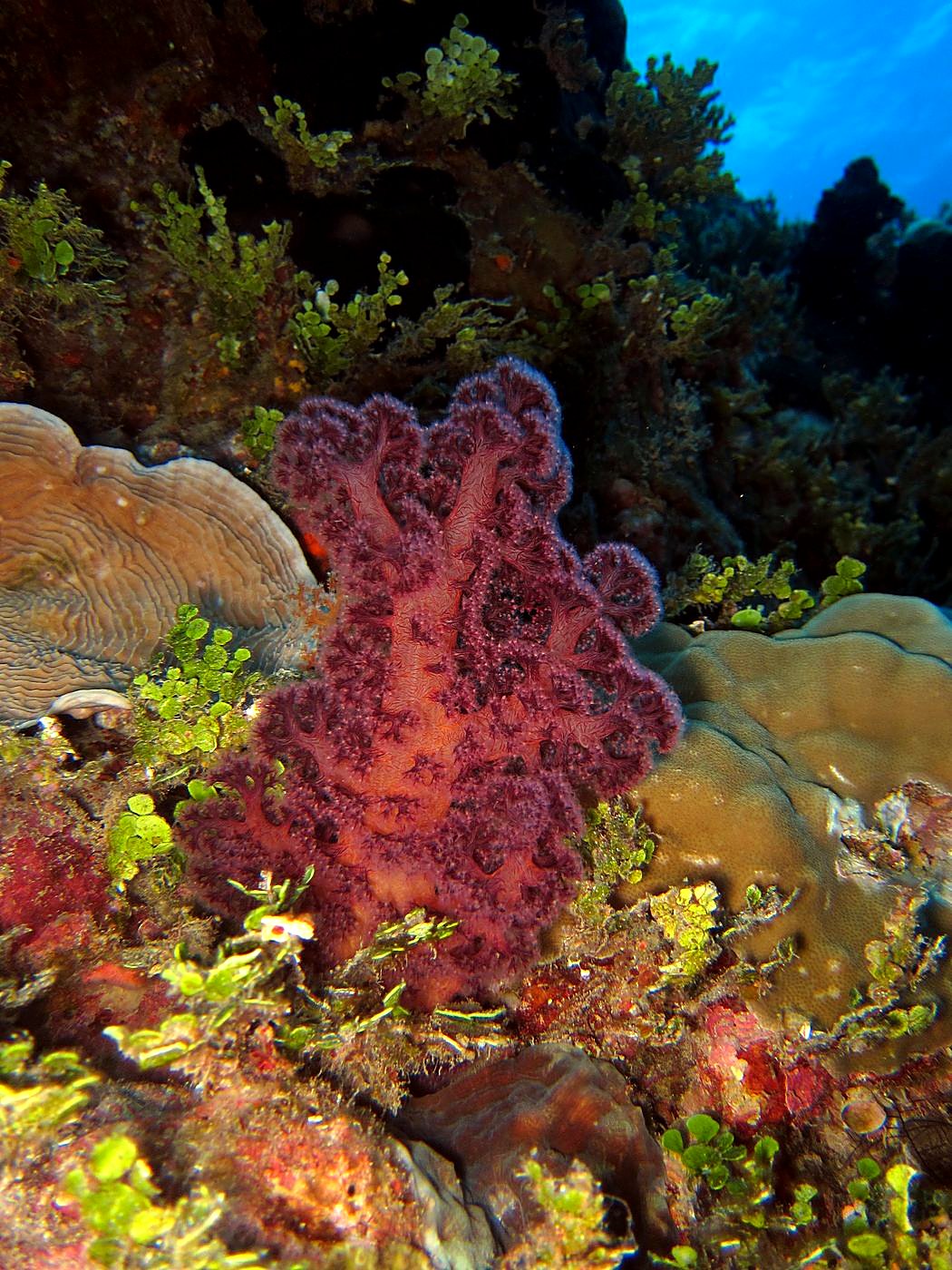 The Corner Reef 24
