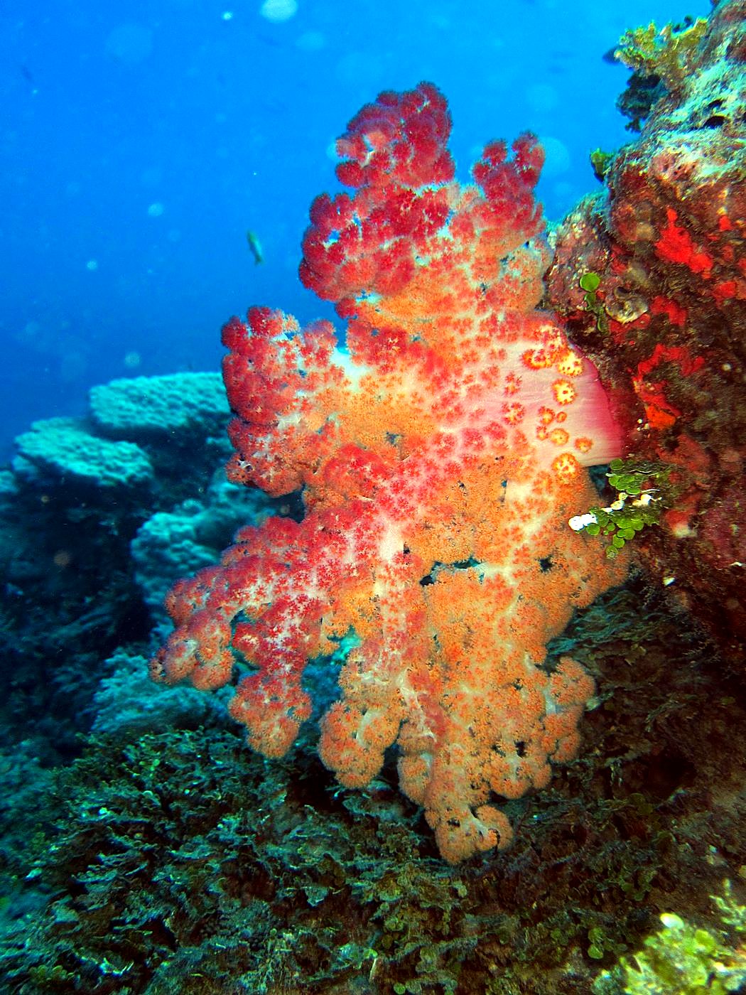 The Corner Reef 25