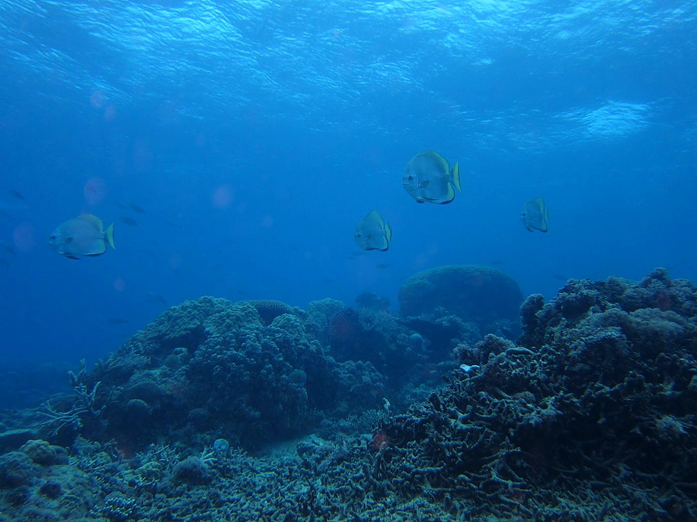 The Corner Reef 26