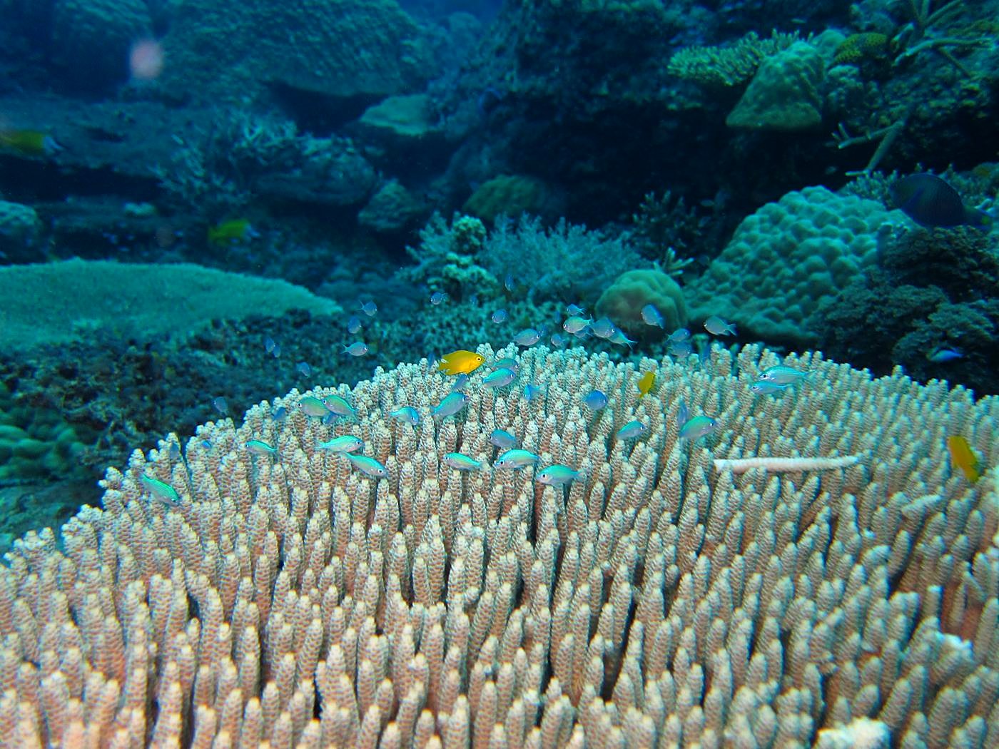 The Corner Reef 27