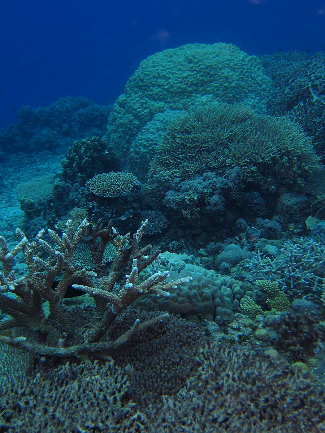 The Corner Reef 28