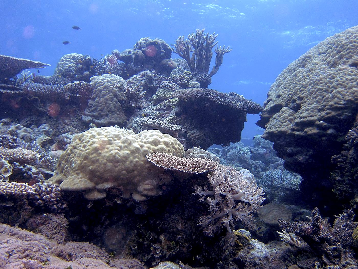 The Corner Reef 29
