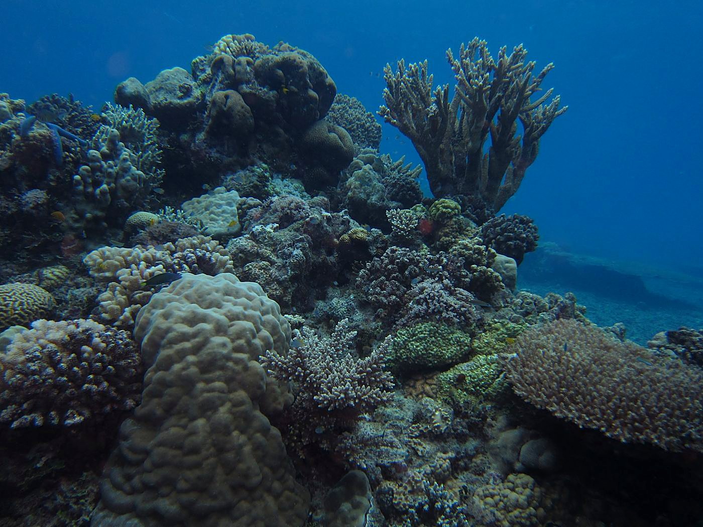 The Corner Reef 30